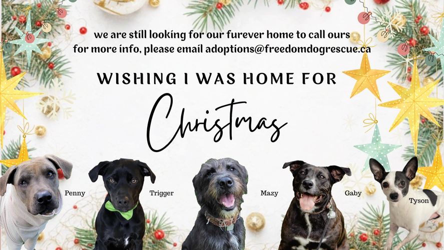 HOME [freedomdogrescue.ca]